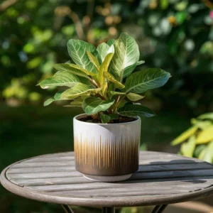 Seagrass Pot (Indoor Outdoor)